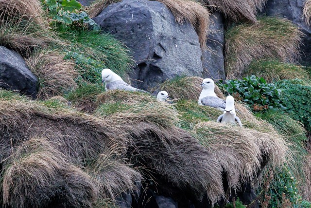 Kajakad mäenõlval pesitsemas, Island