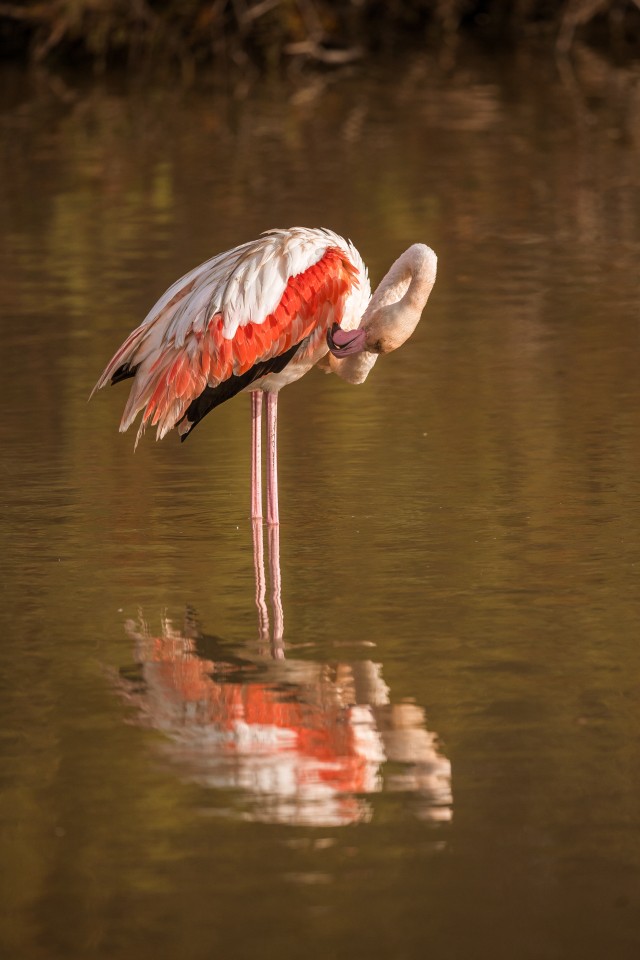 Üksik flamingo soises järvevees nokitsemas, Prantsusmaa
