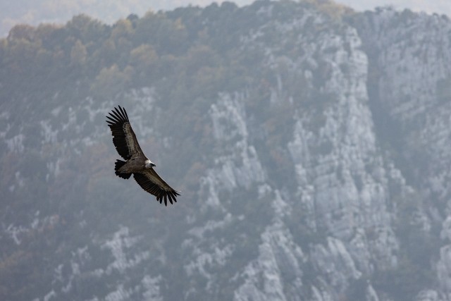 Kaeluskotkas taevavõlvil tiibu sirutamas, Lõuna-Prantsusmaa