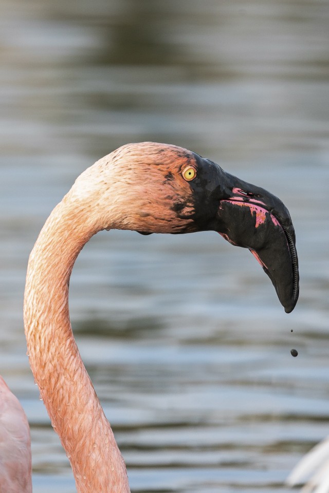 Väga porise nokaga flamingo, Prantsusmaa