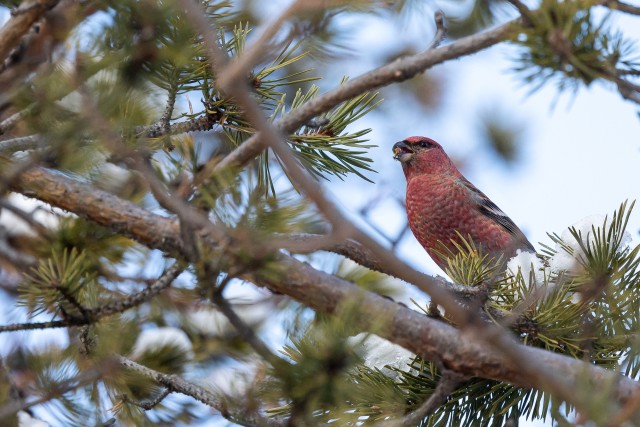 Uudisimulik männileevike männioksal, Soome