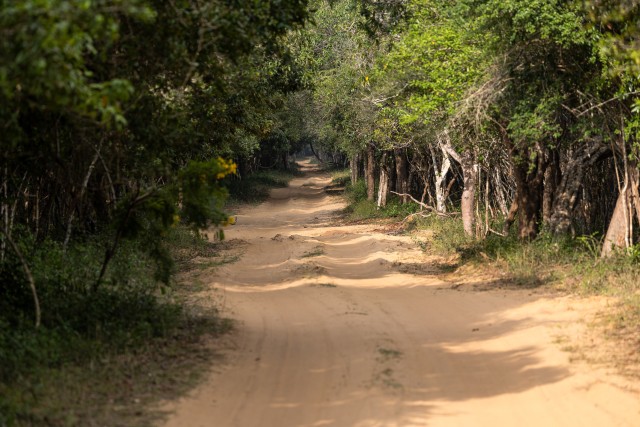 Liivane tee Wilpattu rahvuspargis Sri Lankal