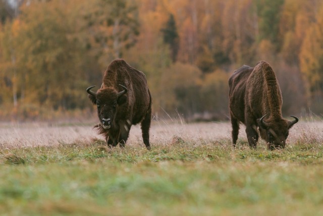 Piisonid sügisesel aasal söömas, Bieszczady mäestik