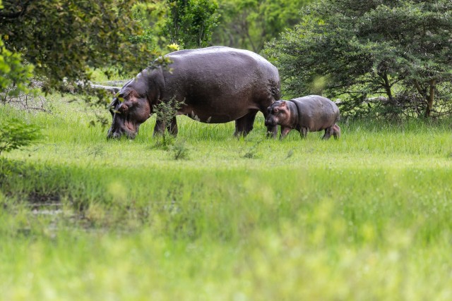 Jõehobud Ruaha rahvuspargi rohumaal, Tansaania, Aafrika