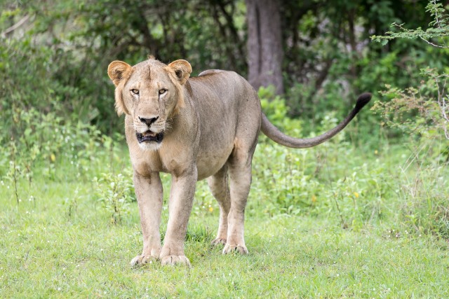 Lõvi Ruaha rahvuspargi rohumaal kaamerale poseerimas, Tansaania, Aafrika