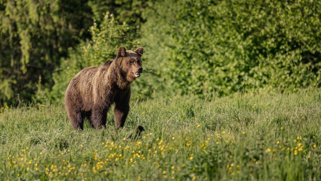 Pruunkaru Rumeenias Karpaatide mäestikus
