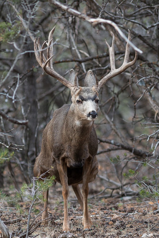 Valgesaba-pampahirv, hirvlaste sugukonda kuuluv sõraline, rahvuspargis, USA