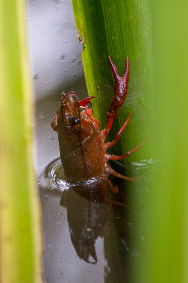 Vähk veetaimel puhkamas, Hispaania