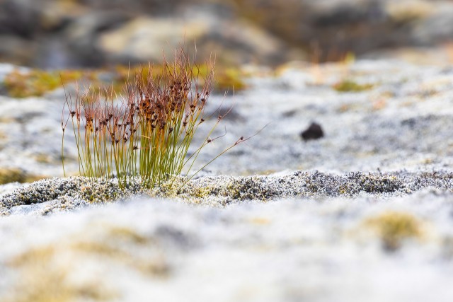 Sepsikas Islandi maastikul kasvamas