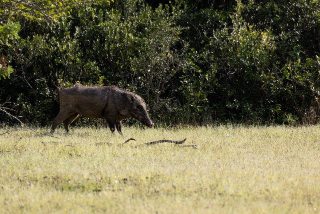 Metssiga Sri Lanka rahvuspargis