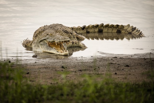 Krokodill Niiluse jõe kaldal, Ruaha rahvuspargis, Tansaania, Aafrika