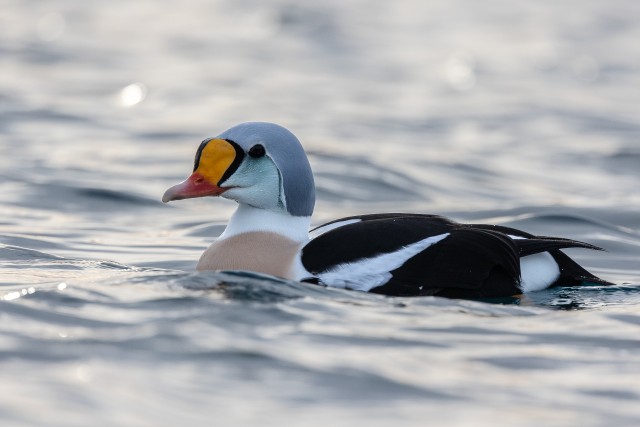 Kuninghahk kaunilt kaamerale poseerimas, Norra