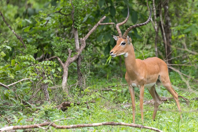 Antiloop Mikumi rahvuspargis, Tansaania, Aafrika