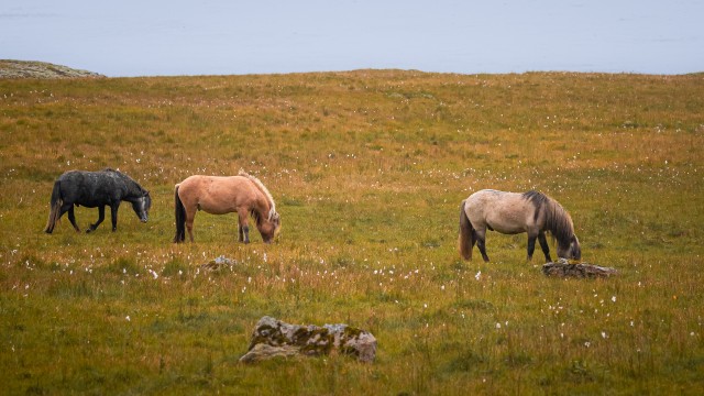 Islandi metsikud hobused aasal söömas