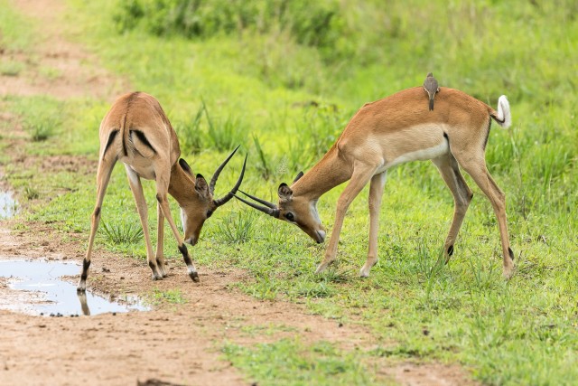 Kaks gaselli sarvepidi koos, Mikumi rahvuspargis Tansaanias, Aafrikas