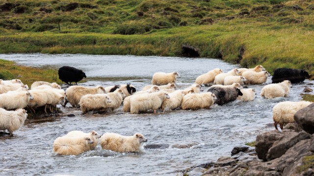 Islandi lambakari jõge ületamas