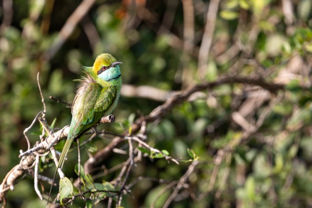 Aasia rohe-mesilasenäpp oksal tiibu puhkamas