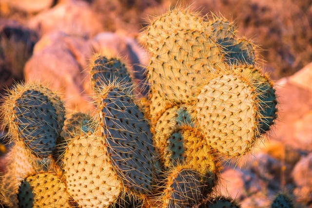 Pannkook viigikaktus Joshua Tree rahvuspargis Californias USAs