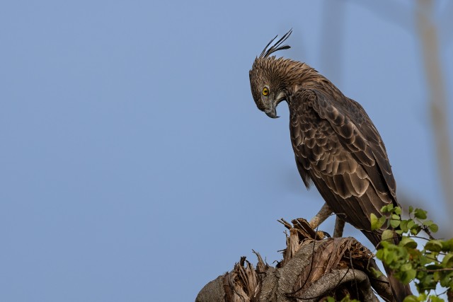 Kotkas Wilpattu rahvuspargis Sri Lankal