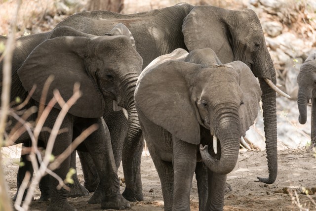 Elevandipere Mikumi rahvuspargis, Tansaanias, Aafrikas