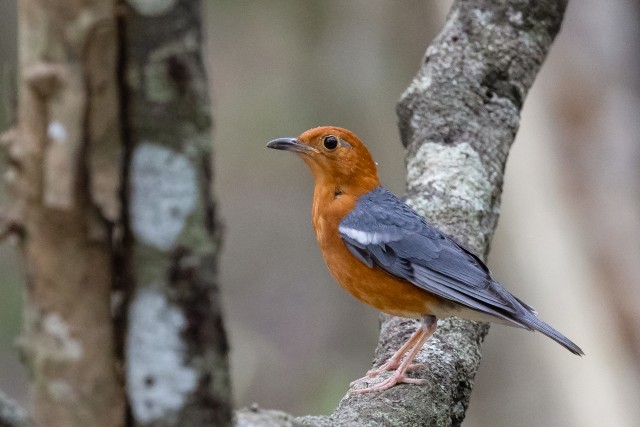 Pildil olev lind on oranžpea-rästas, liik, mis on levinud India subkontinendi ja Kagu-Aasia metsasetel aladel