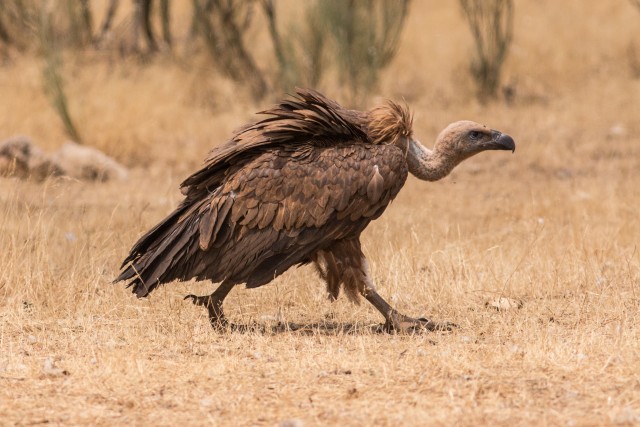 Raisakotkas maapinnal jalutamas, Portugal