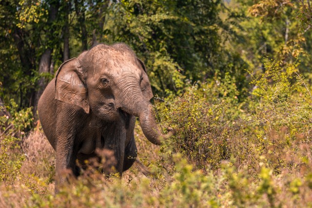 Elevant Sri Lanka rahvuspargis söömas