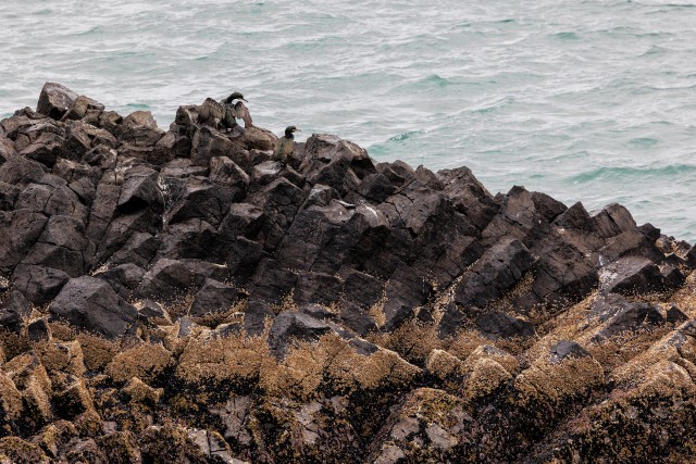 Kormoranid basaltkivimite kihtide peal