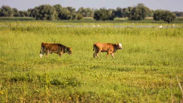 Lehmad jalutamas Doonau delta kaldal, Rumeenias