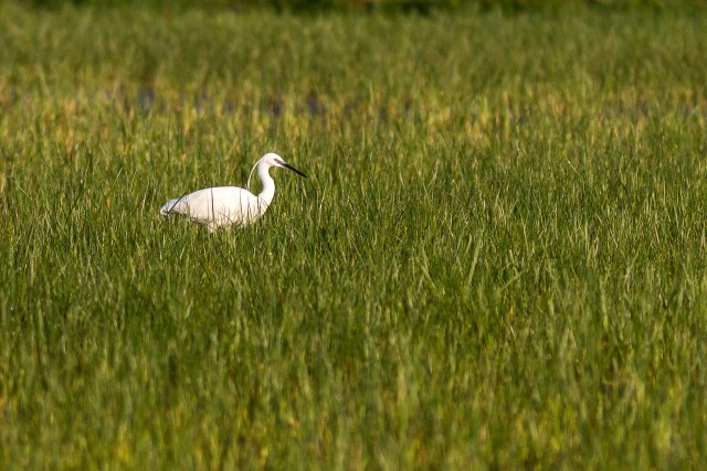 Siidhaigur läbi kõrkjate veekogu kaldal jalutamas, Hispaania