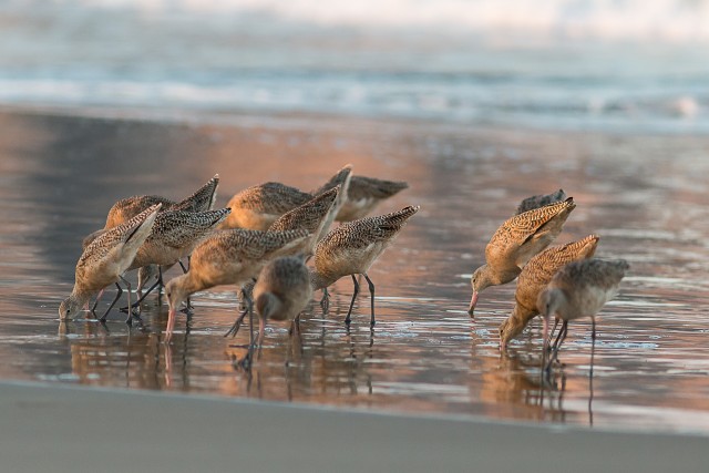 Vigled veemõnusi nautimas, California, USA