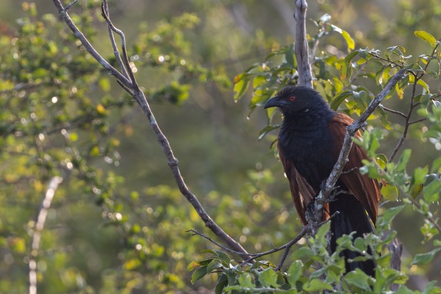 Madagaskari kannuskägu istub oksal Wilpattu rahvuspargis Sri Lankal