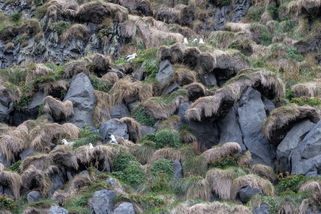 Kajakad mäenõlval pesitsemas, Island