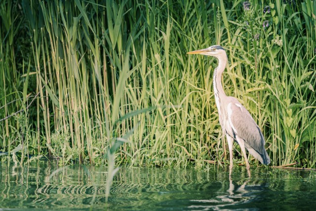 Hallhaigur jalgu pidi vees ennast kosutamas, Doonau delta jõe suudmes, Rumeenias