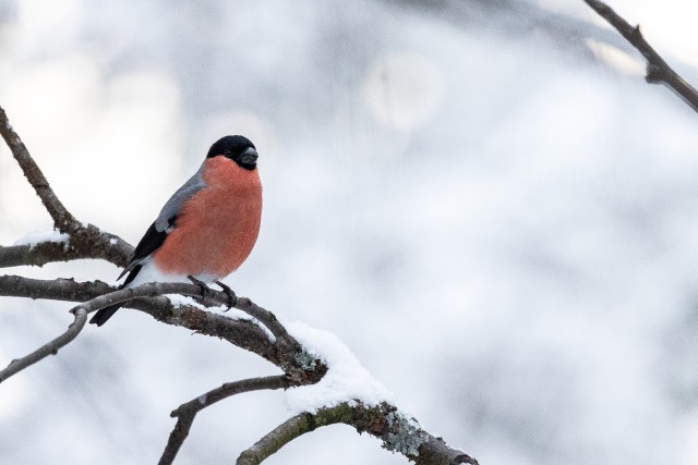 Leevike lumisel oksal tiibu puhkamas, Soome