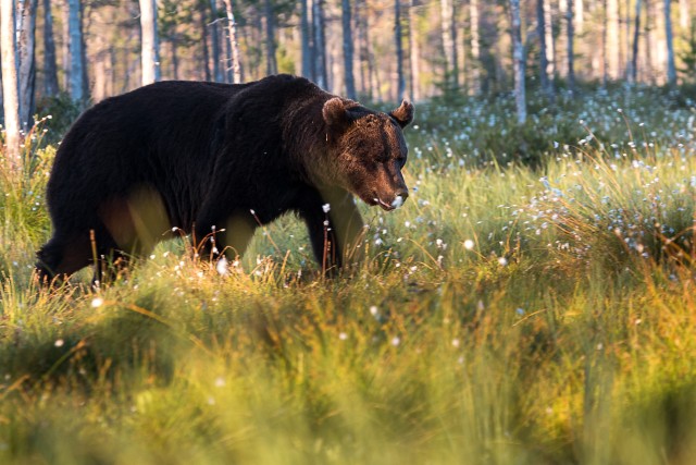 Pruunkaru metsas jalutamas, Kuhmo