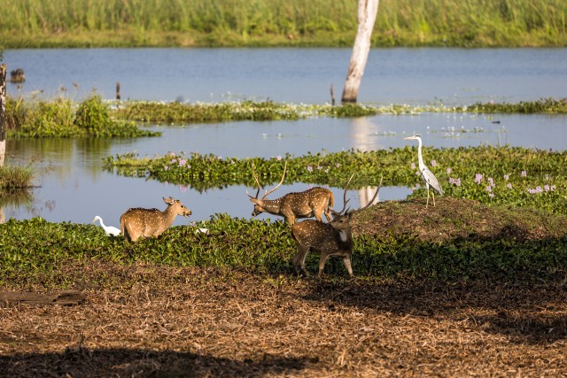 Täpikhirve ja lindude rahulik hetk veekogu ääres nende looduslikus elupaigas