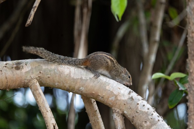 Kolmetriibuline palmiorav oksal ronimas, Sri Lanka