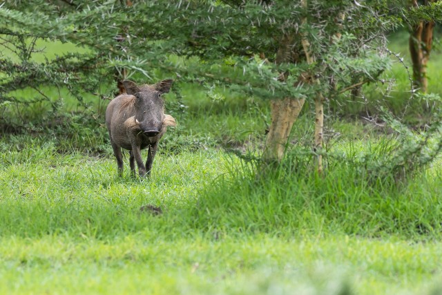 Tüügassiga Ruaha rahvuspargis ringi jooksmas, Tansaania, Aafrika