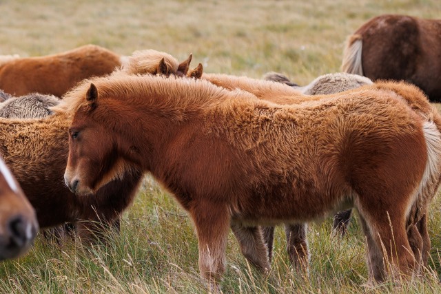 Islandi metsikute hobuste kari aasal