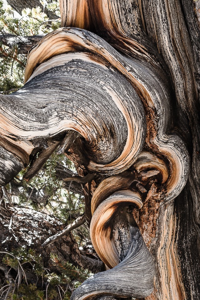Maailma vanim puu: Pinus Longaeva