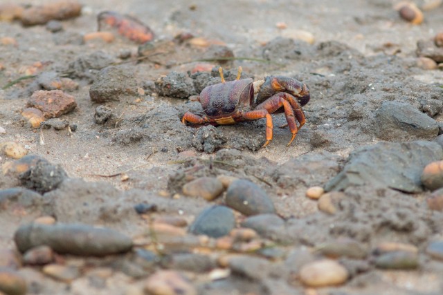 Krabi Portugali rannaliival