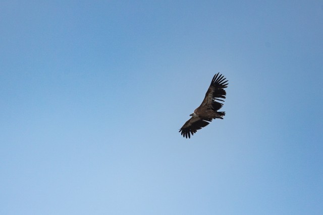 Kaeluskotkas taevavõlvil liuglemas, Lõuna-Prantsusmaa