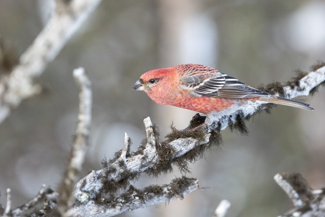 Uudisimulik männileevike oksal, Soome