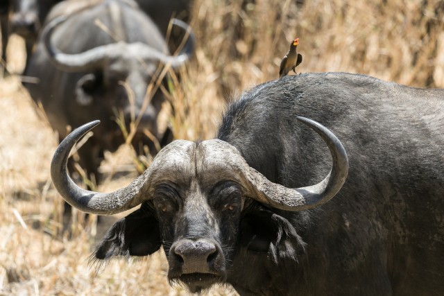 Vesipühvlid Mikumi rahvuspargis jalutamas, Tansaanias, Aafrikas