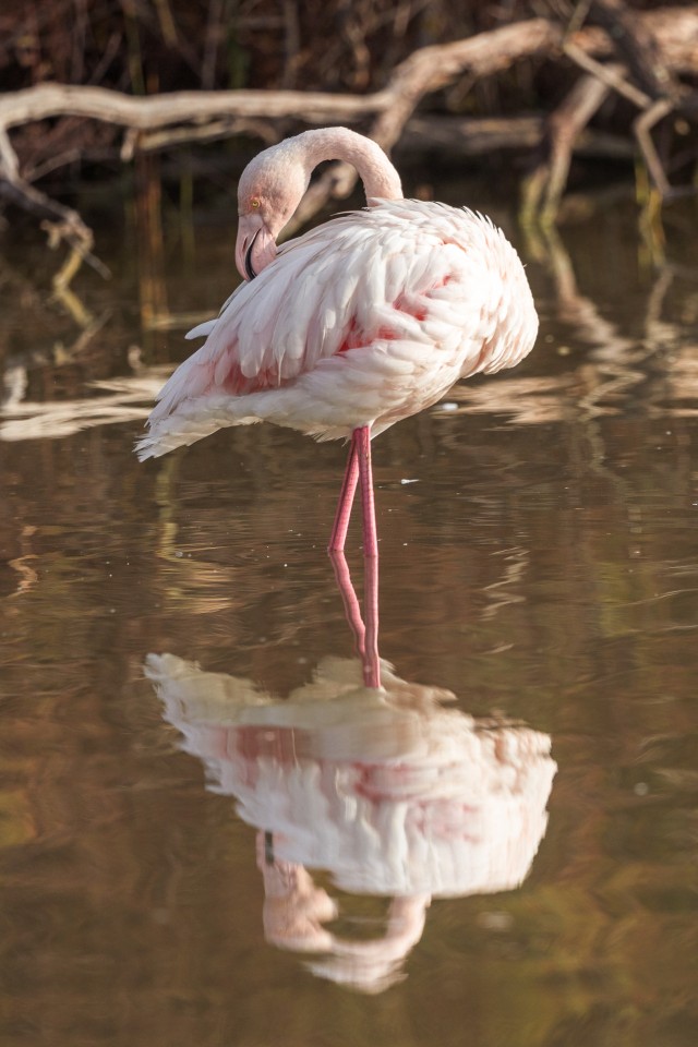 Üksik flamingo soises järvevees nokitsemas, Prantsusmaa