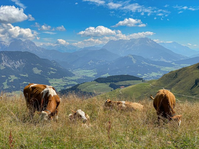 Lehmad söövad mägikarjamaal Dolomiitides