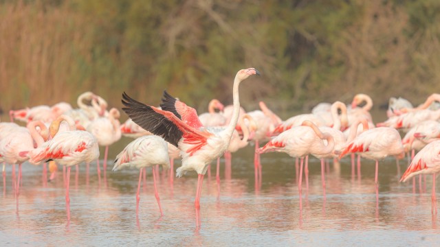 Parv flamingosi veest sppa otsimas ja üks flamingodest uhkelt tiibu sirutamas, Prantsusmaa