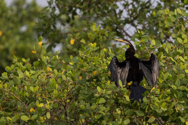 Pildil olev lind on anhinga, tuntud ka kui tikk- või madulind, kes kuivatab oma tiibu