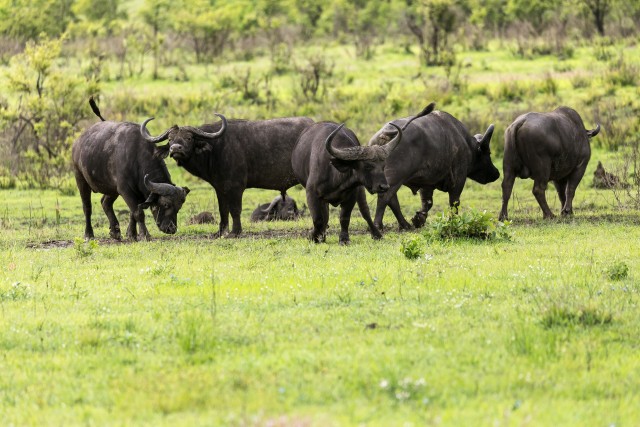 Vesipühvlikari Mikumi rahvuspargi rohumaal einestamas, Tansaanias, Aafrikas